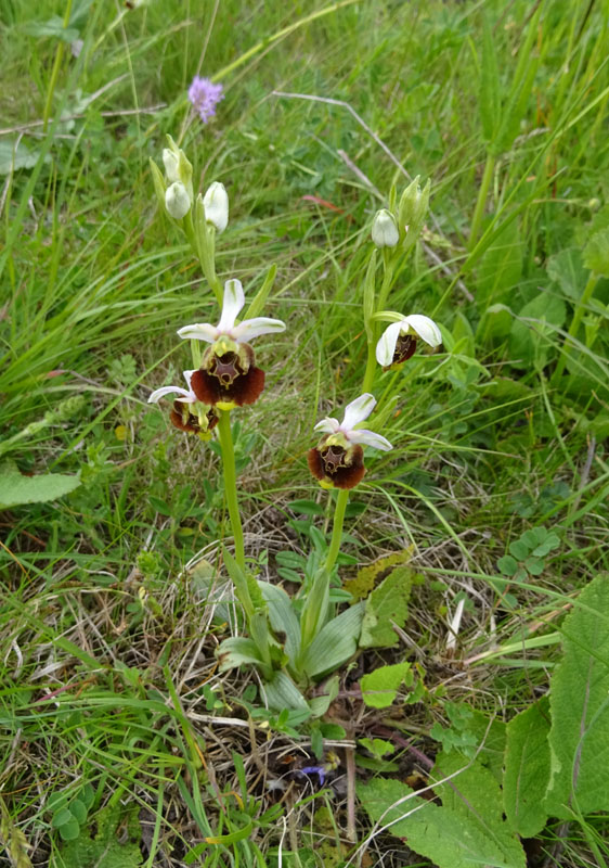 Ophrys holosericea subsp. holosericea